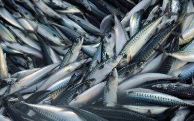 Critical need for mackerel sharing arrangement, EU mackerel still a responsible choice