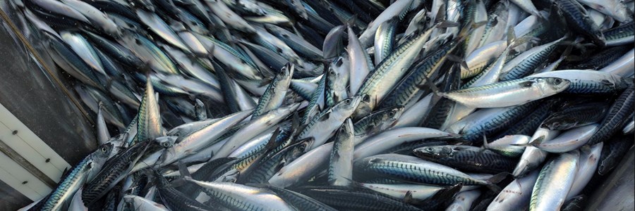 Critical need for mackerel sharing arrangement, EU mackerel still a responsible choice