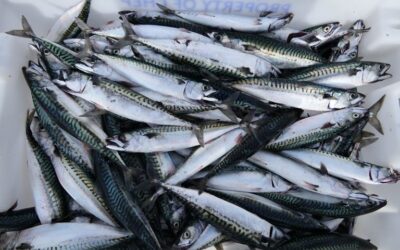 EU fishing industry denounces NGO advice to stop buying mackerel fished by EU fleet