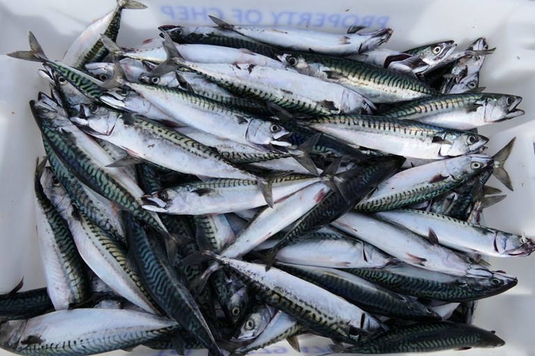 EU fishing industry denounces NGO advice to stop buying mackerel fished by EU fleet