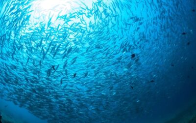 50% more fish at sea in only ten years – Overfishing in the EU is at an all-time low