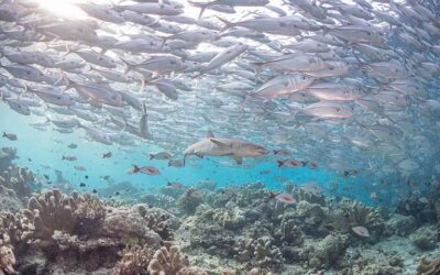 EU Biodiversity strategy ignores fisheries management achievements – The strategy puts at risk European food production