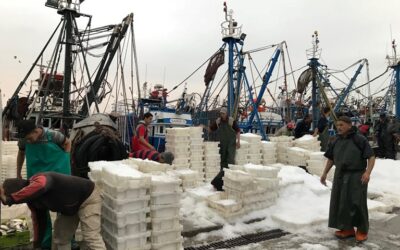 Euro-Moroccan fishing sector united to address court decision annulling EU-Morocco fisheries agreement