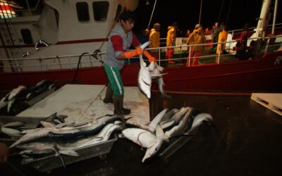 Europêche welcomes European Commission’s stance against shark finning