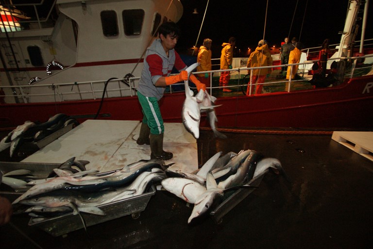 Europêche welcomes European Commission’s stance against shark finning