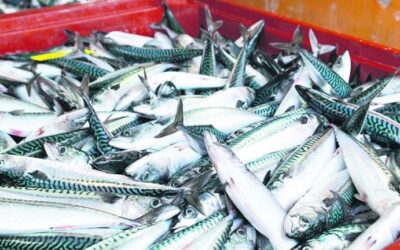 Europêche welcomes European Commission’s proposal against unsustainable fishing by non-EU countries