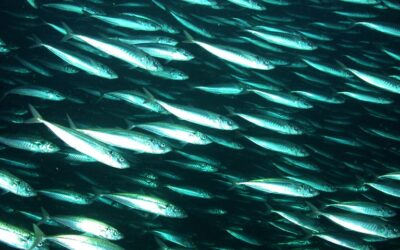 Catch limits for 2021 not good enough – Especially serious situation faced by the Mediterranean fleet