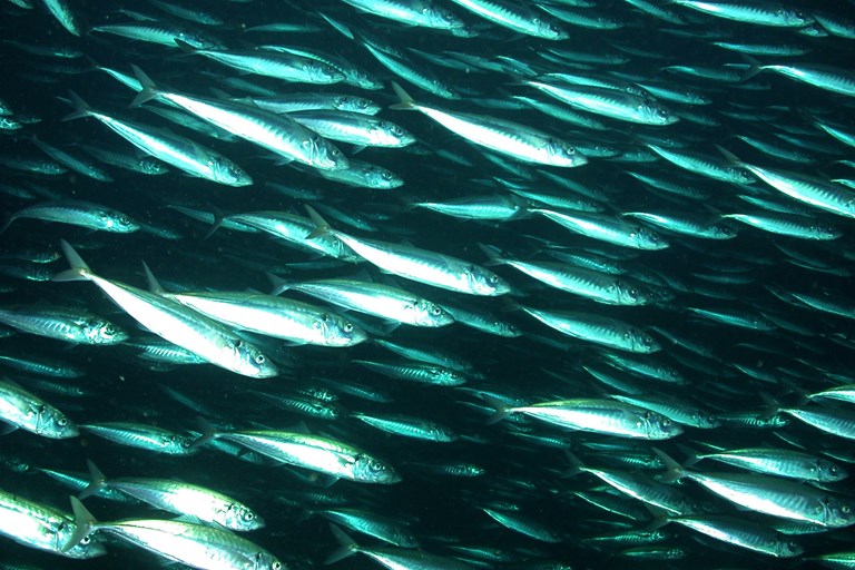 EU fishing industry calls for highest priority to be given to all-party mackerel sharing arrangement and stresses that UK-Norway bilateral deal did not end inflated, unjustified unilateral quotas