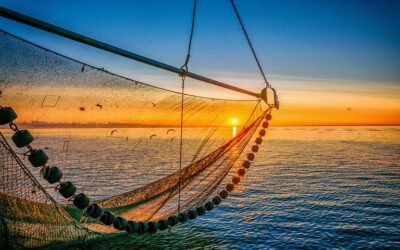 EBFA condemns current initiative to ban bottom fishing at the European Parliament