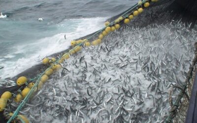 EU fishing industry calls for immediate EU action against Norway and Faroe Islands to stop their overfishing of the Northeast Atlantic mackerel stock