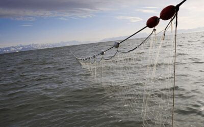 EU tuna fleets urge IOTC to close drift net fishing loopholes – It is high time to start using the stick rather than the carrot