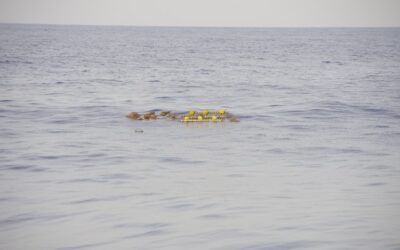 EU Tropical Tuna Purse Seine Fleet Collaborates in Seychelles to Advance Marine Habitat Conservation with FAD Watch Project