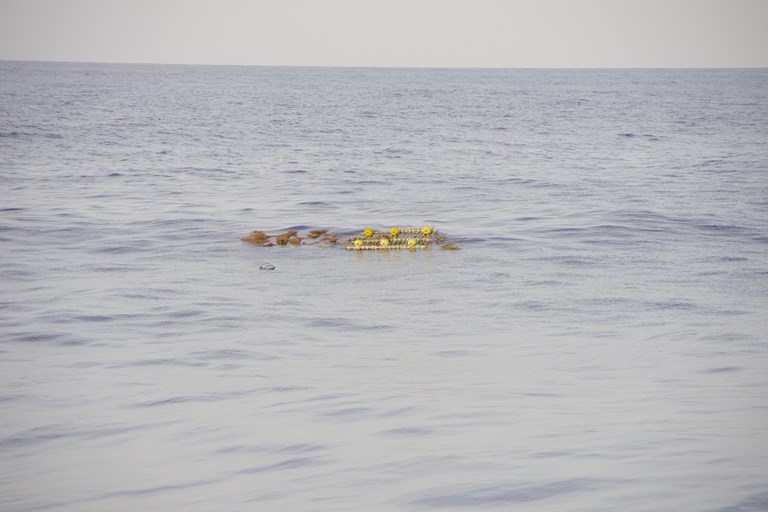EU Tropical Tuna Purse Seine Fleet Collaborates in Seychelles to Advance Marine Habitat Conservation with FAD Watch Project