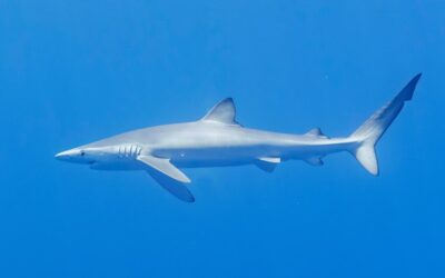 Europêche rejects Panama’s proposal to include blue shark in CITES Appendix II