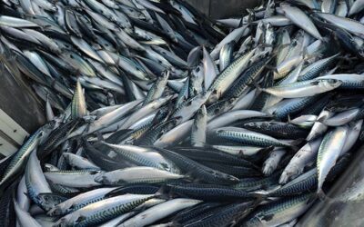 EU fishermen call consumers to boycott seafood products from Norway