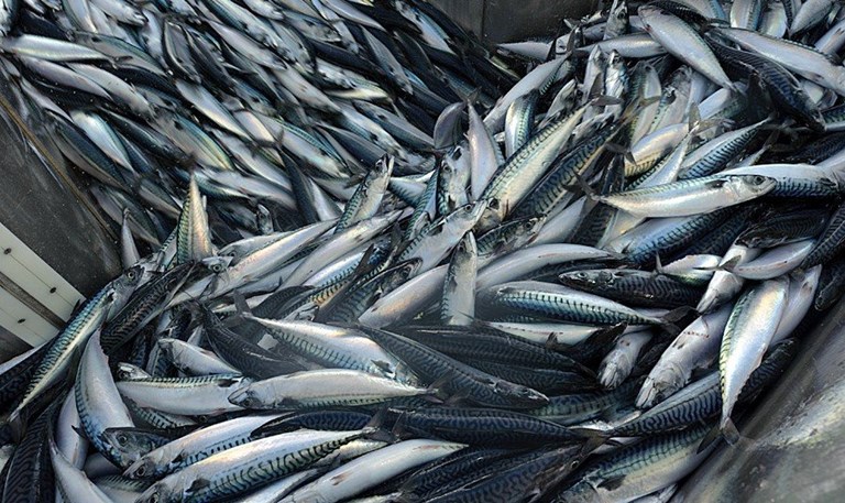 EU fishing industry calls for comprehensive mackerel sharing arrangement to replace partial deal between UK, Norway and Faroe Islands based on track records of overfishing