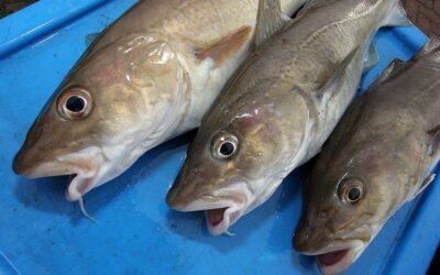 EU fishermen call on von der Leyen to protect EU fishing rights from Norway