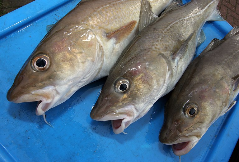 EU fishermen call on von der Leyen to protect EU fishing rights from Norway