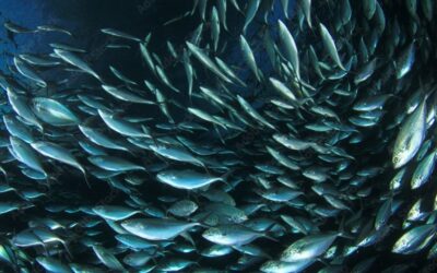EU fishing industry disappointed with Coastal States’ failure to seal mackerel sharing deal and warns against parties again setting inflated unilateral quotas