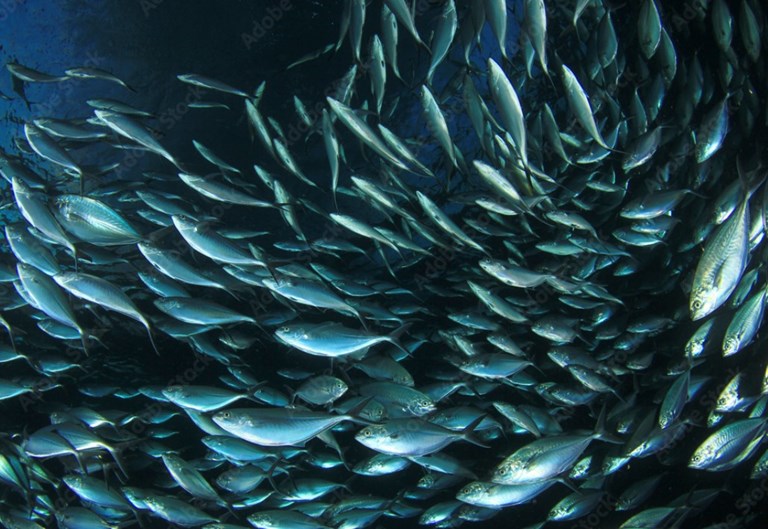EU fishing industry disappointed with Coastal States’ failure to seal mackerel sharing deal and warns against parties again setting inflated unilateral quotas