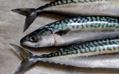 Four-party mackerel agreement sidelines EU, rewards overfishing and creates unlevel playing field