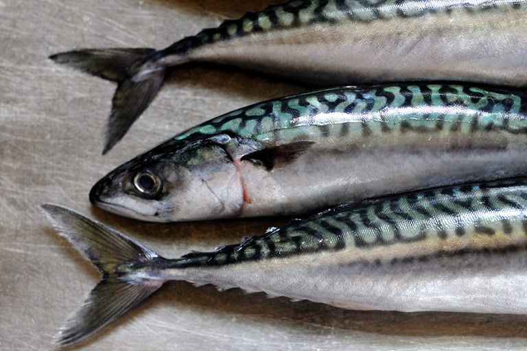 Four-party mackerel agreement sidelines EU, rewards overfishing and creates unlevel playing field