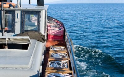 The fishing sector joins forces with the international community to call for wide ratification of ILO C188