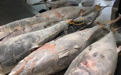 Tuna liberalisation via free trade agreements and ATQs: How much duty-free competition can the European fleet absorb?