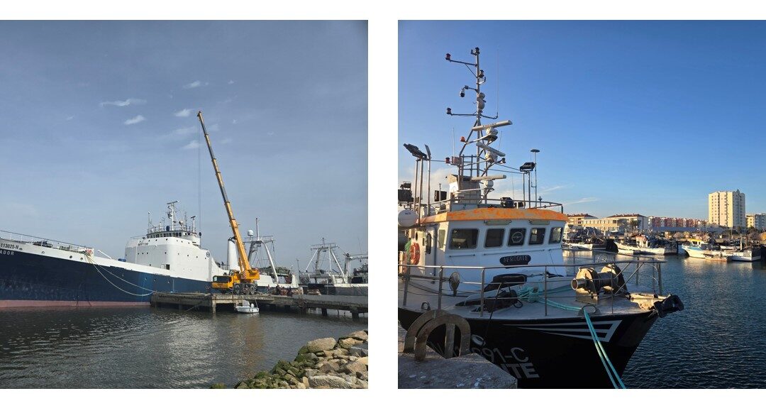 New scientific study highlights that fisheries footprint is not a matter of size, “large and small can be beautiful”, it is a matter of appropriate management